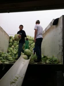 Sauerkraut preparation